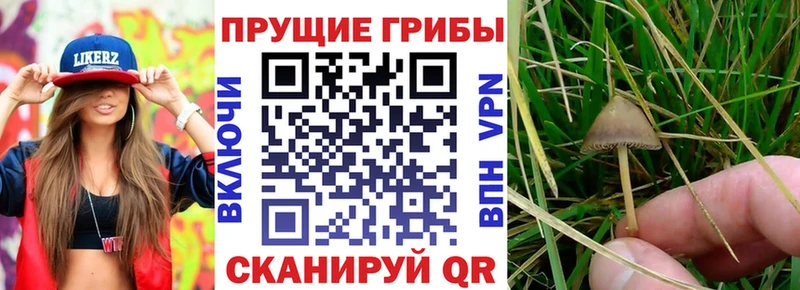 блэк спрут ССЫЛКА Ликино-Дулёво маркетплейс официальный сайт Галлюциногенные грибы Psilocybe